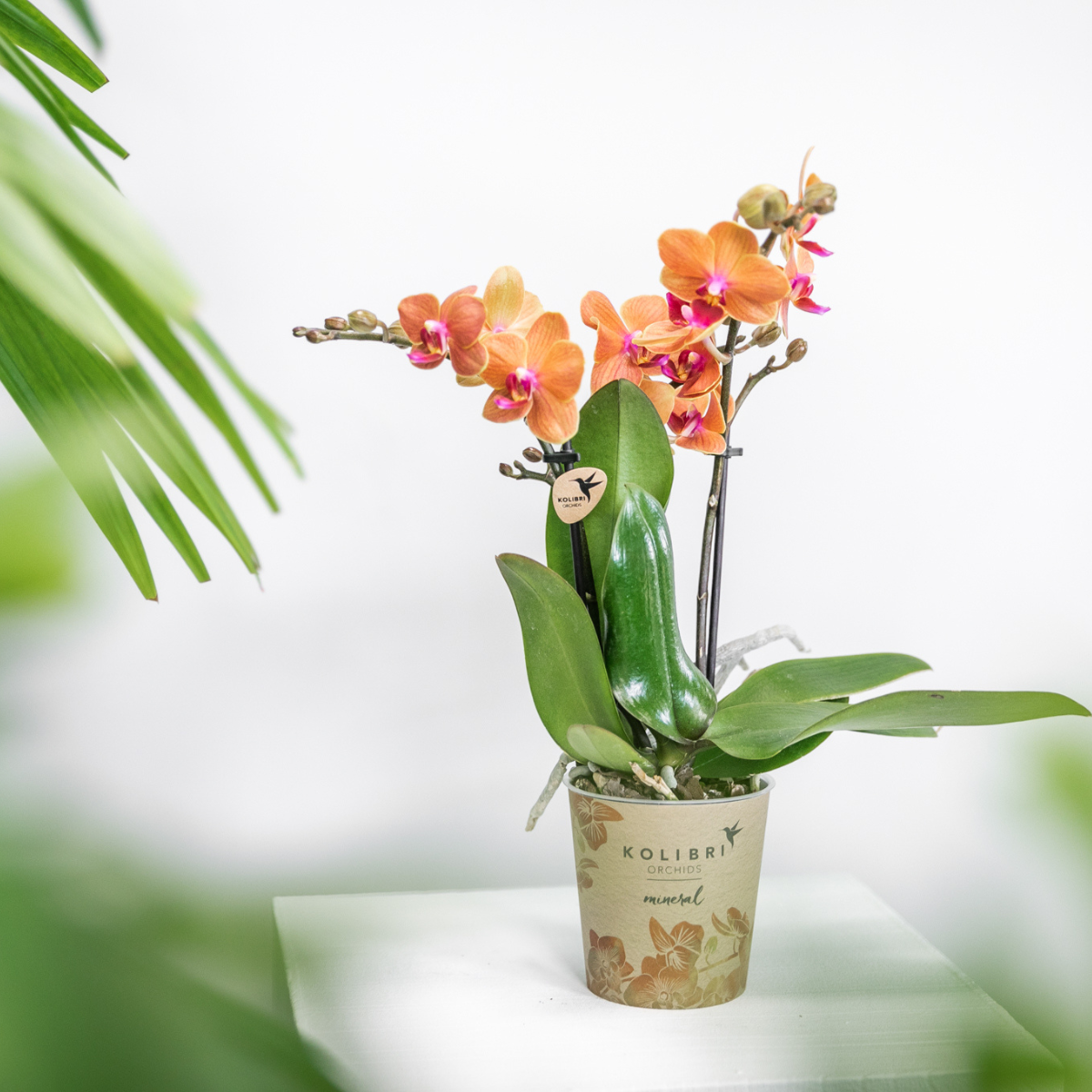 Bundel van 4 oranje Phalaenopsis orchideeën potmaat Ø9cm