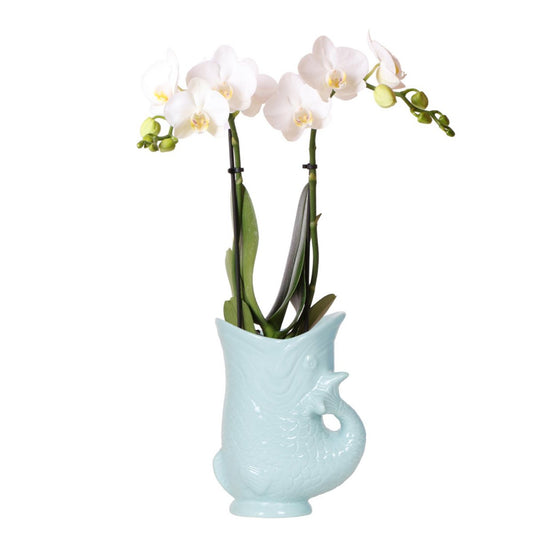 Witte Phalaenopsis orchidee in vis pot turqoise Ø9cm