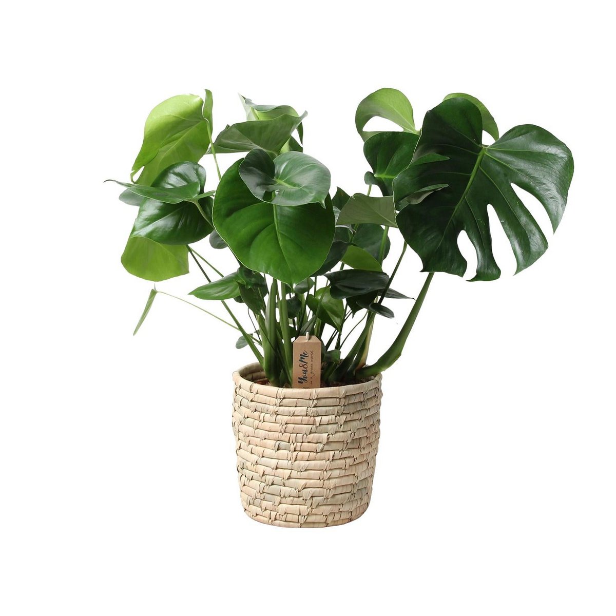 Monstera in rotan Look Siermand Ø21cm - ↕60 cm