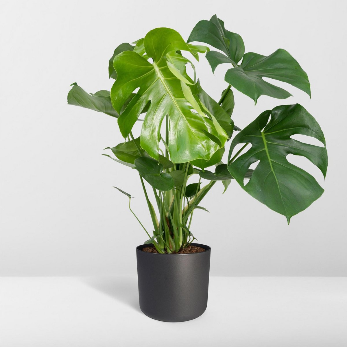 Monstera Deliciosa Gatenplant Ø21cm - ↕65cm