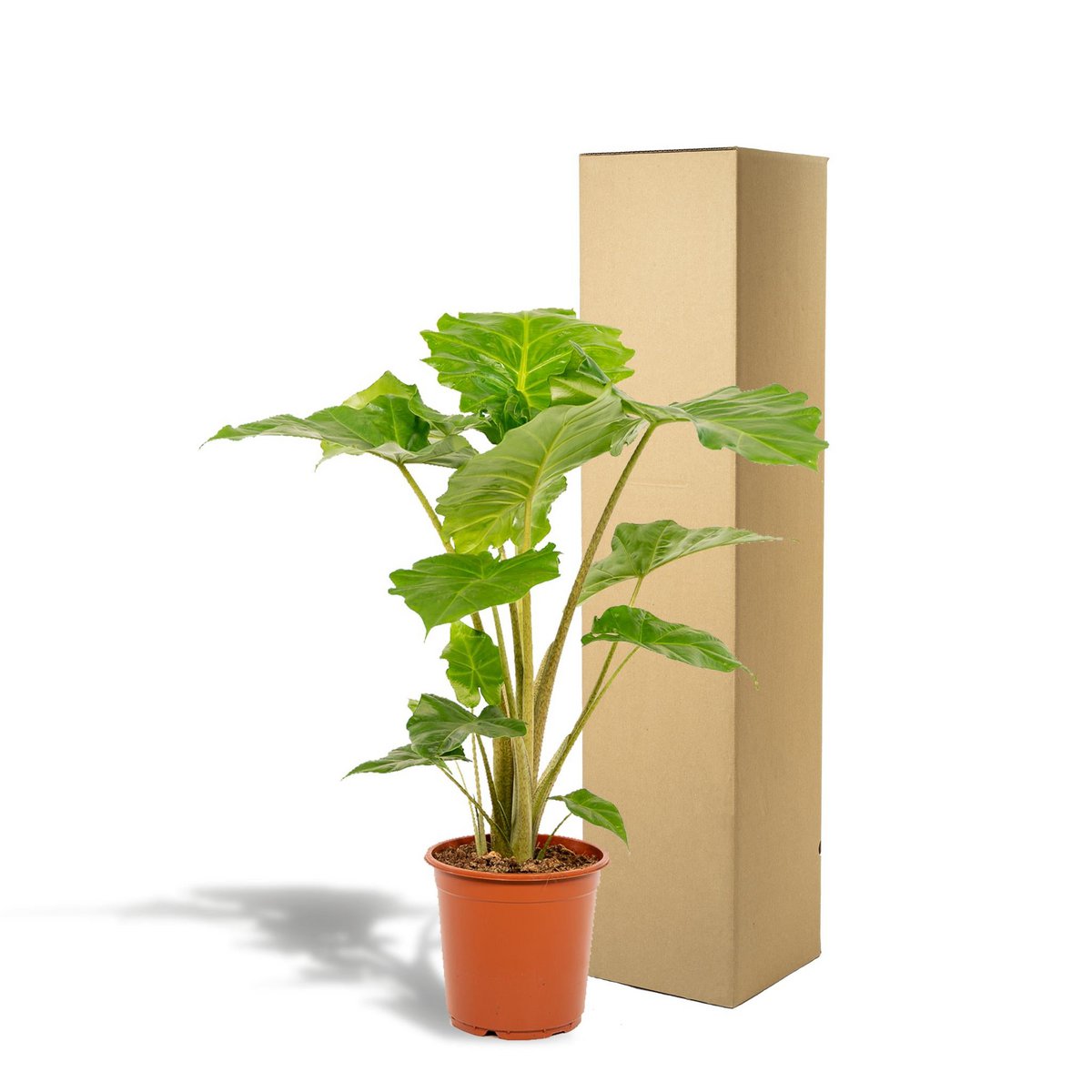 Alocasia Portodora Ø21cm - H80cm