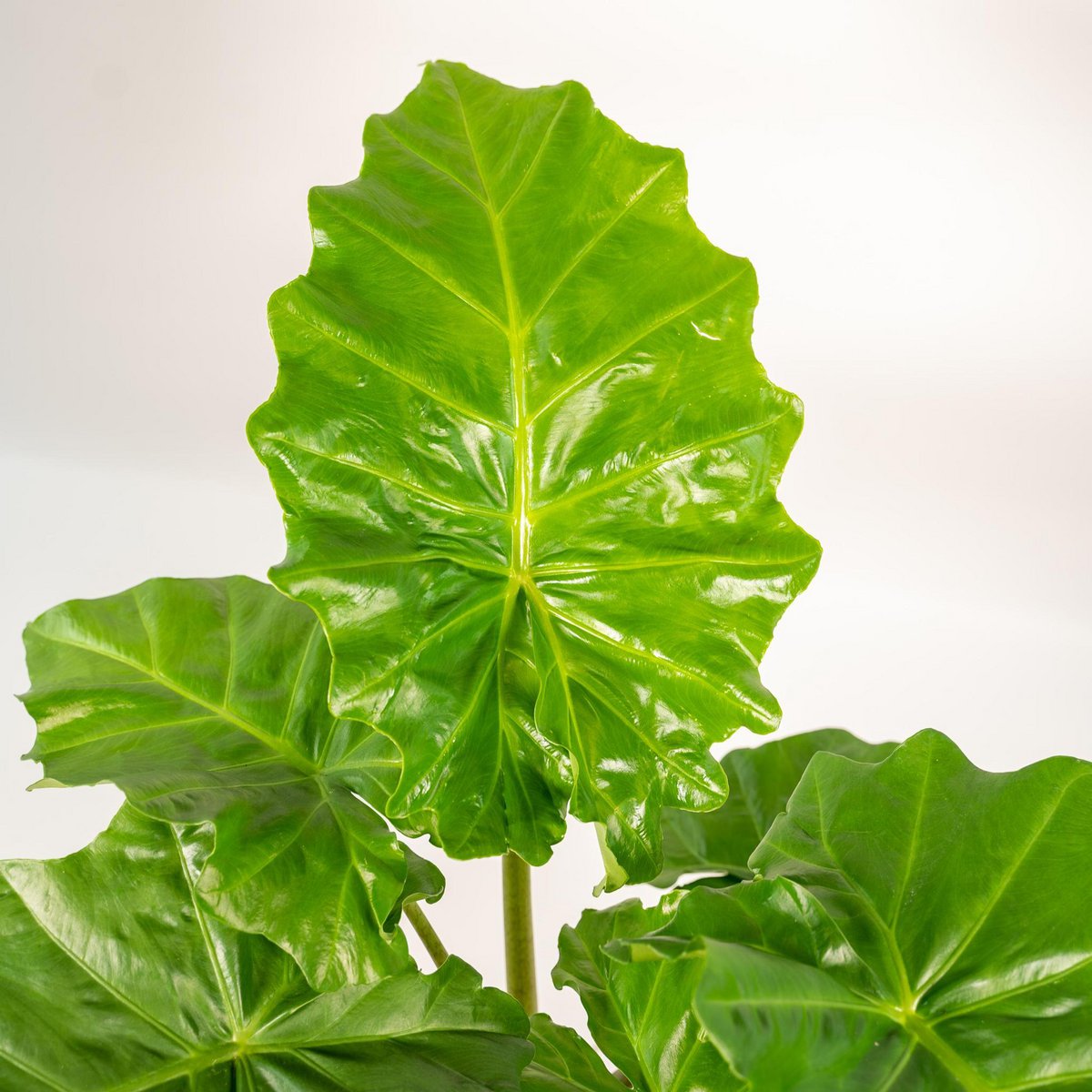 Alocasia Portodora Ø21cm - H80cm