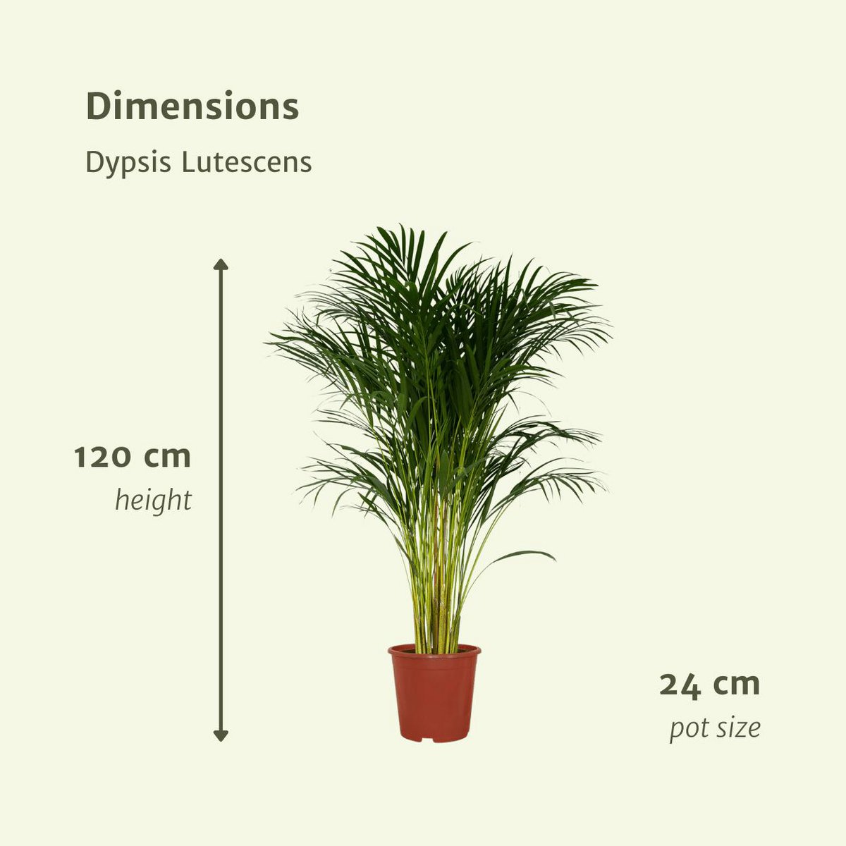 Dypsis Lutescens Areca Palm Kamerplant  Ø24cm - H120cm