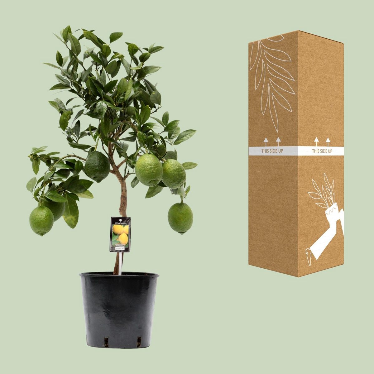 Citrus citroen boom Ø22cm - ↕80cm