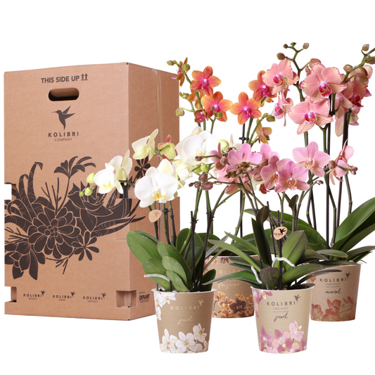Honey Bee Surprise box mix  4 verschillende orchideeën 12cm