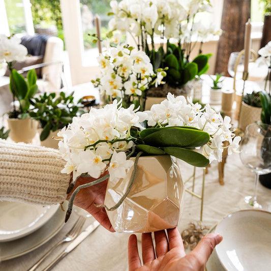 Serene White Set van 5 planten in pot Ø9cm & Ø6cm