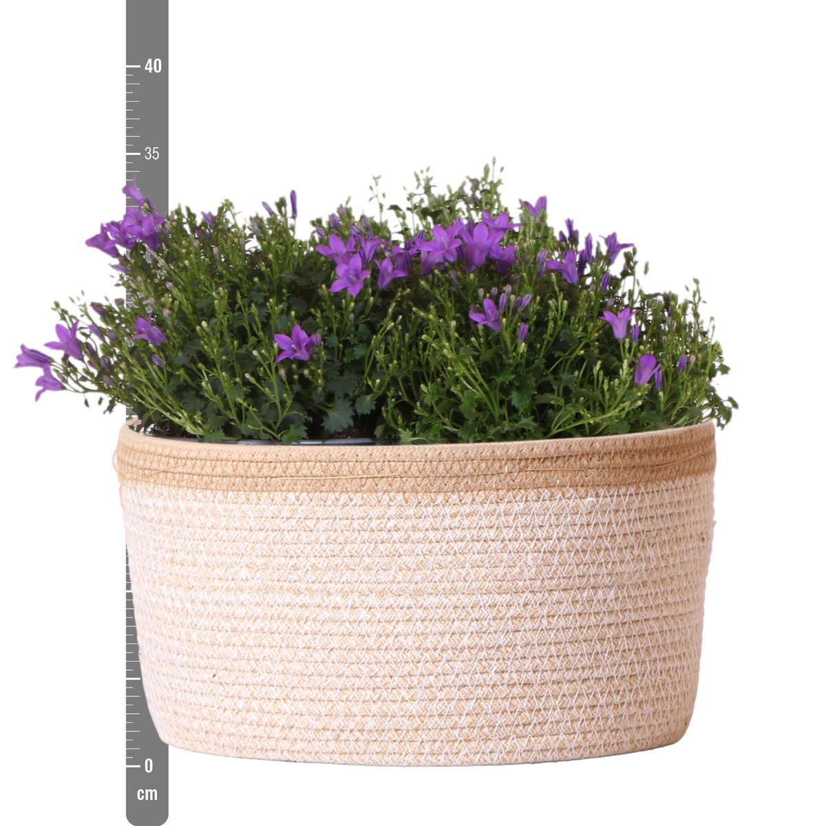 Campanula Addenda Ambella Paars in mand met watergeefsysteem 3 stuks 12cm