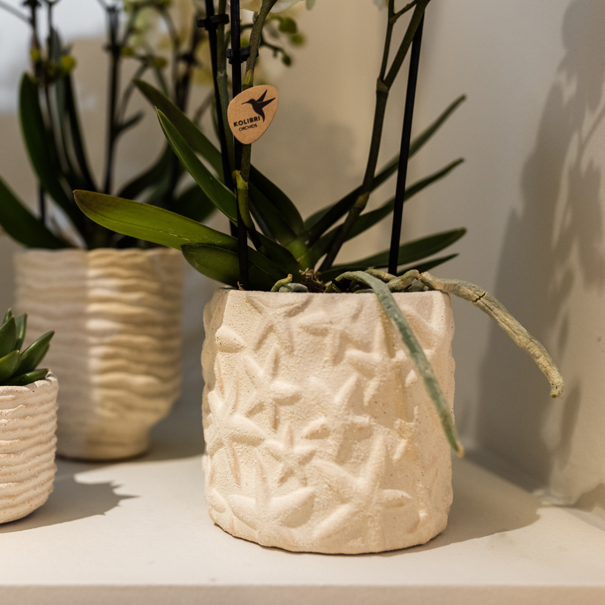 Zeesterren sierpot Keramiek Off White Ø9cm