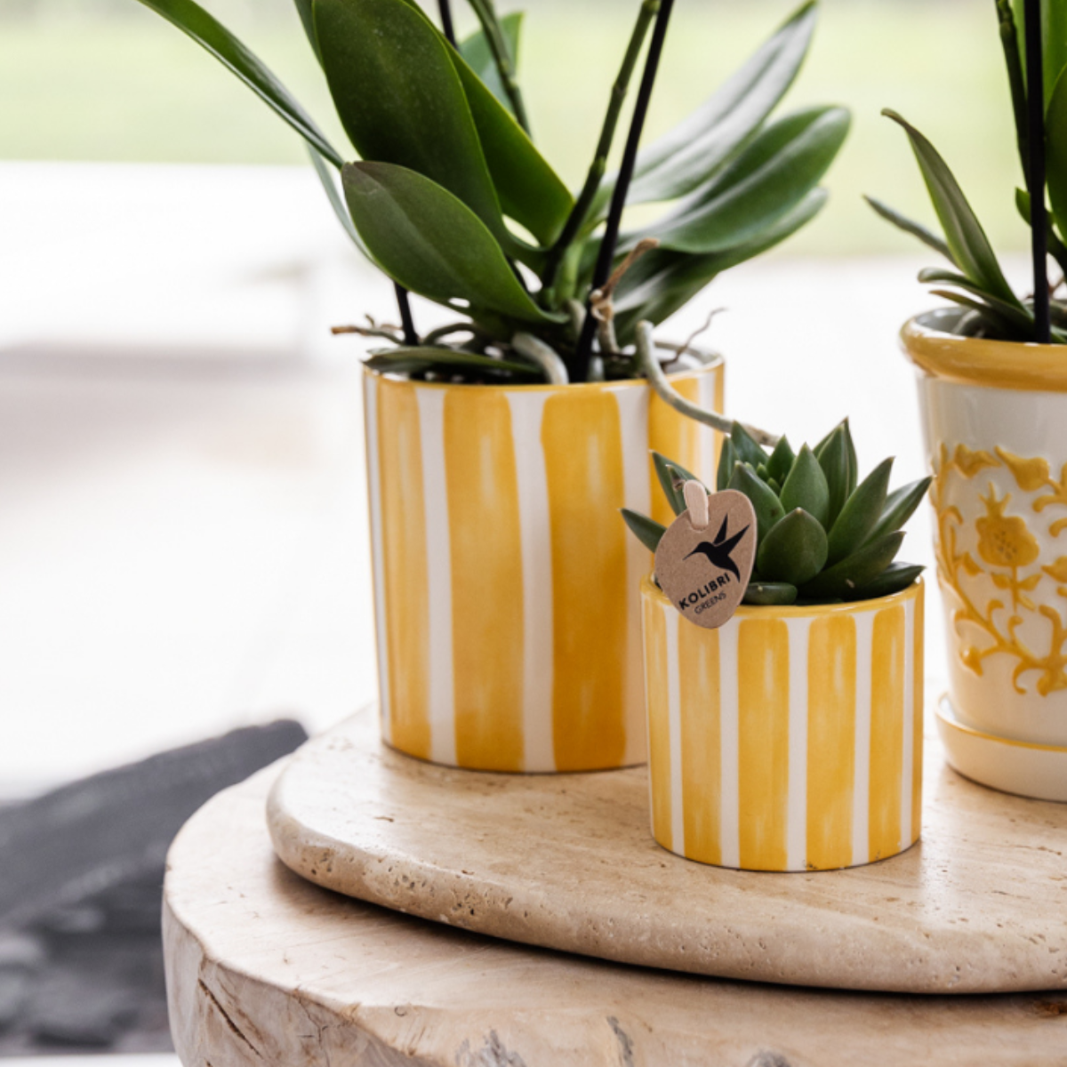 Gift Sunkissed Plantenset met witte Phalaenopsis Orchidee incl. keramieken sierpotten