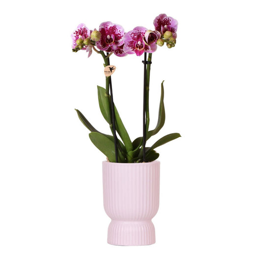 Roze paarse phalaenopsis orchidee Elegance pot Roze- potmaat Ø9cm