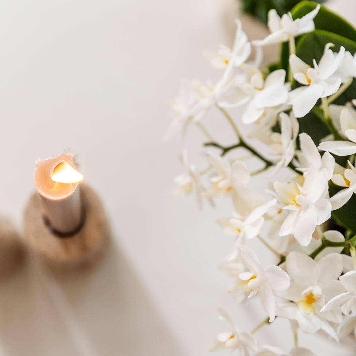 Serene White Set van 5 planten in pot Ø9cm & Ø6cm