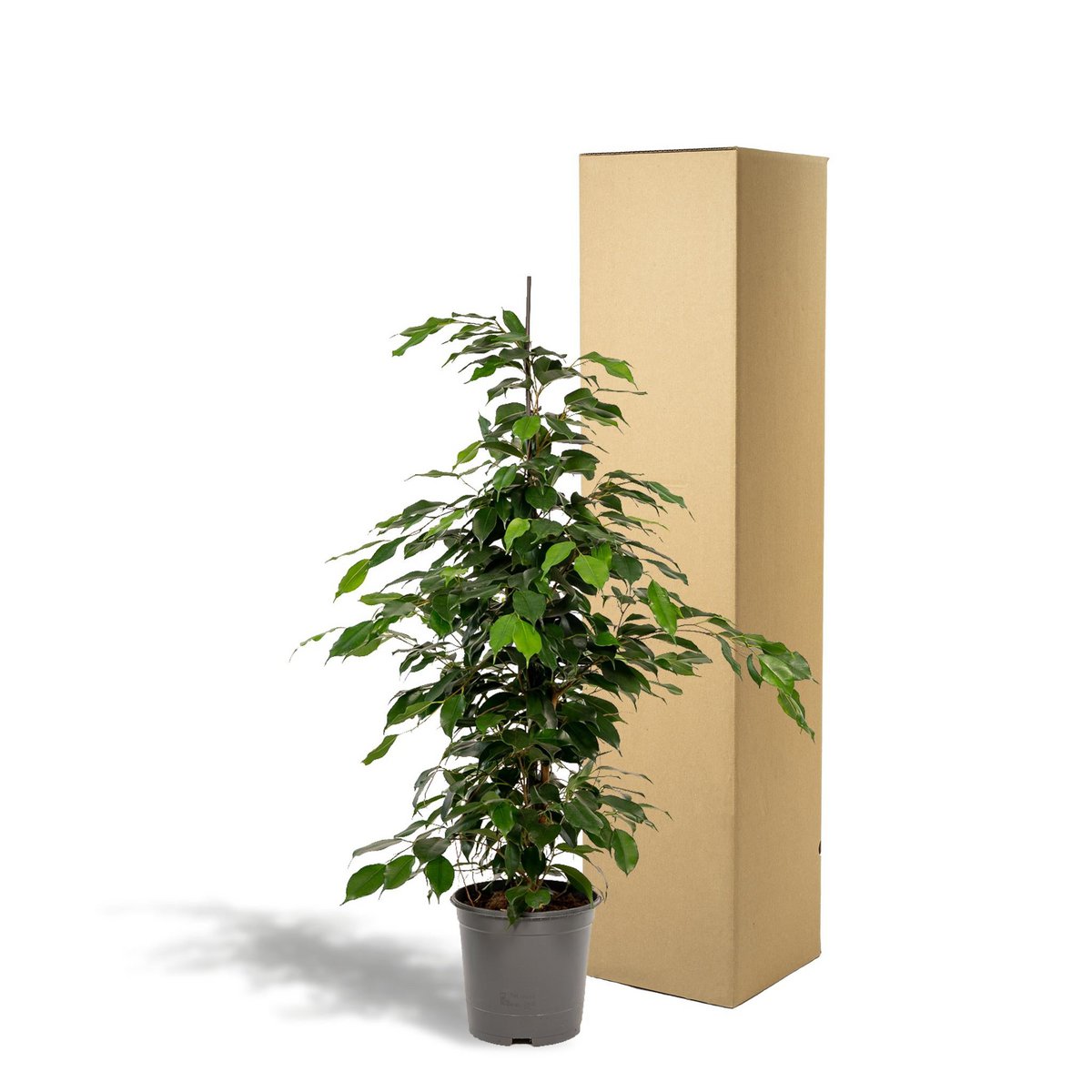 Ficus benjamina Danielle Ø21cm - H95cm