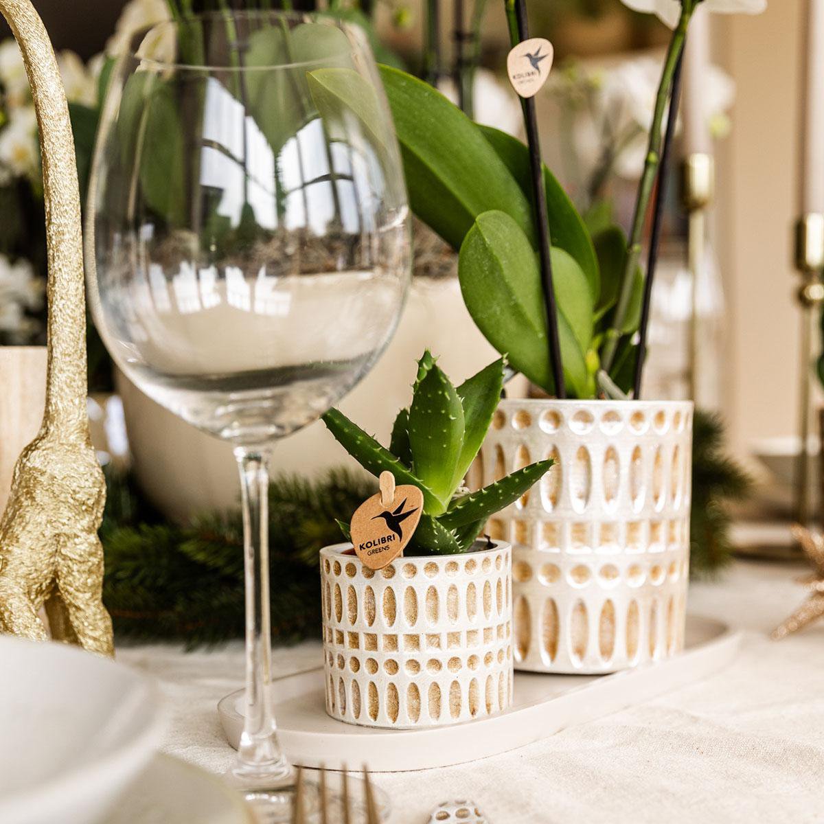 Natural Living Plantenset Witte Phalaenopsis Orchidee Amabilis en Succulent incl. keramieken sierpotten op crème organisch dienblad