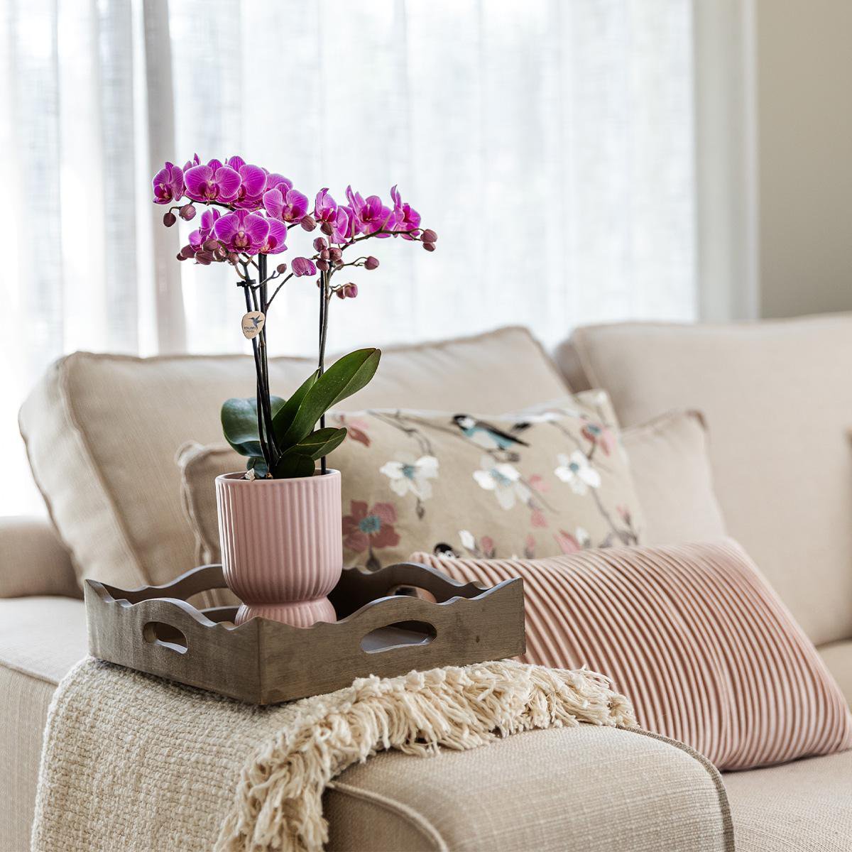 Roze paarse phalaenopsis orchidee Elegance pot Roze- potmaat Ø9cm
