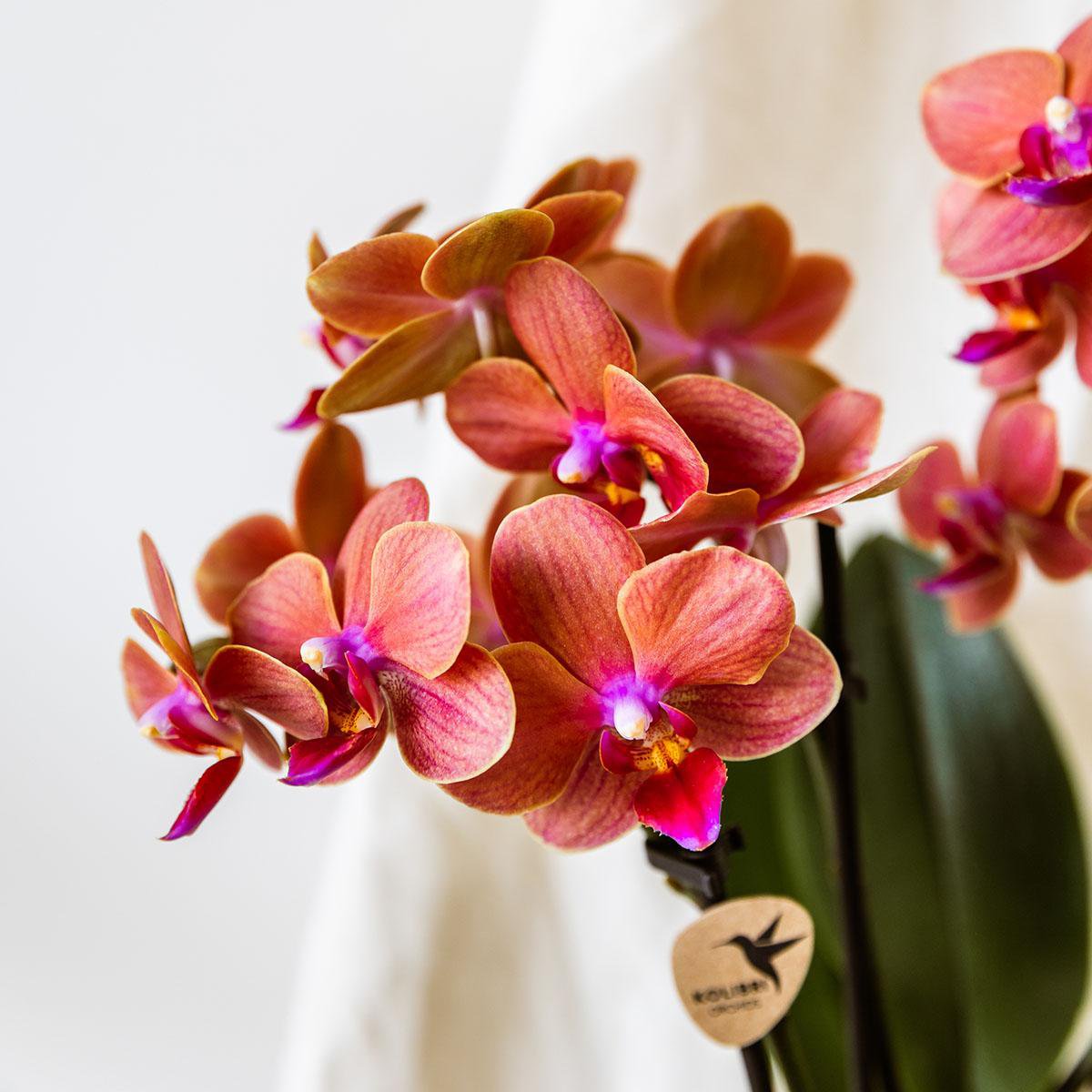 Oranje orchidee Zeesterren sierpot Ø9cm