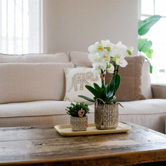 Plantenset Wild Essence small Groene planten met Phalaenopsis orchidee in sierpotten en bamboe dienblad