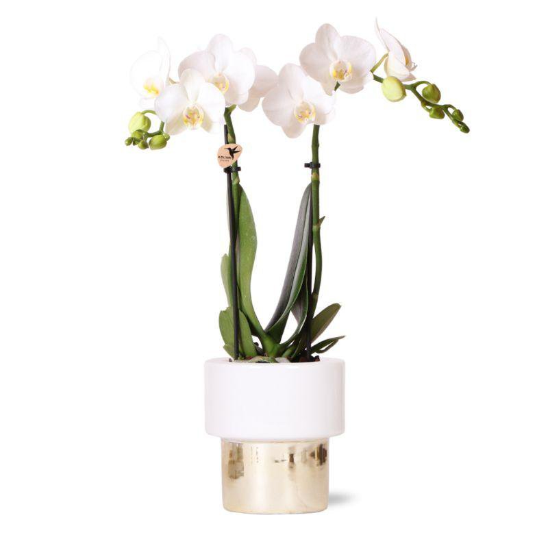 Witte Phalaenopsis orchidee GOLD pot White potmaat Ø9cm 35cm hoog
