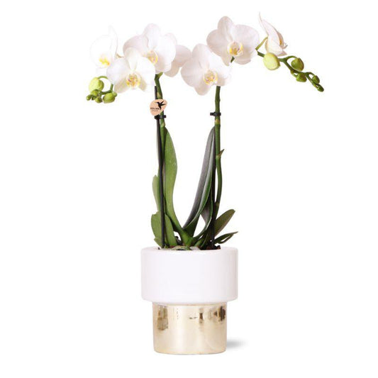Witte Phalaenopsis orchidee GOLD pot White potmaat Ø9cm 35cm hoog