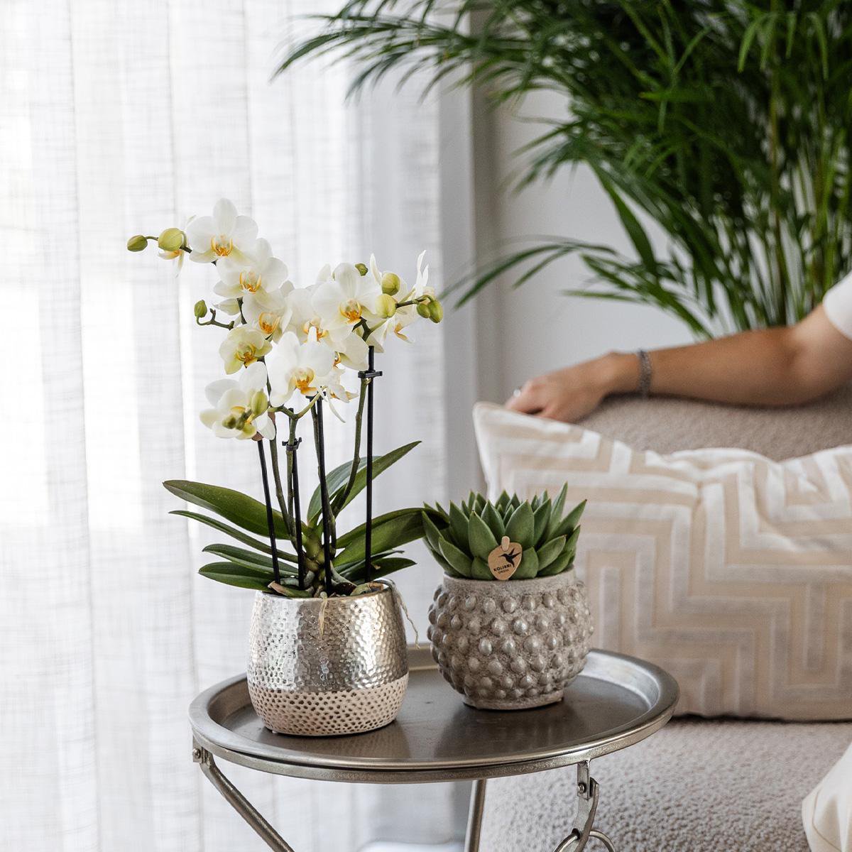 Witte Phalaenopsis orchidee luxe zilveren pot Ø9cm