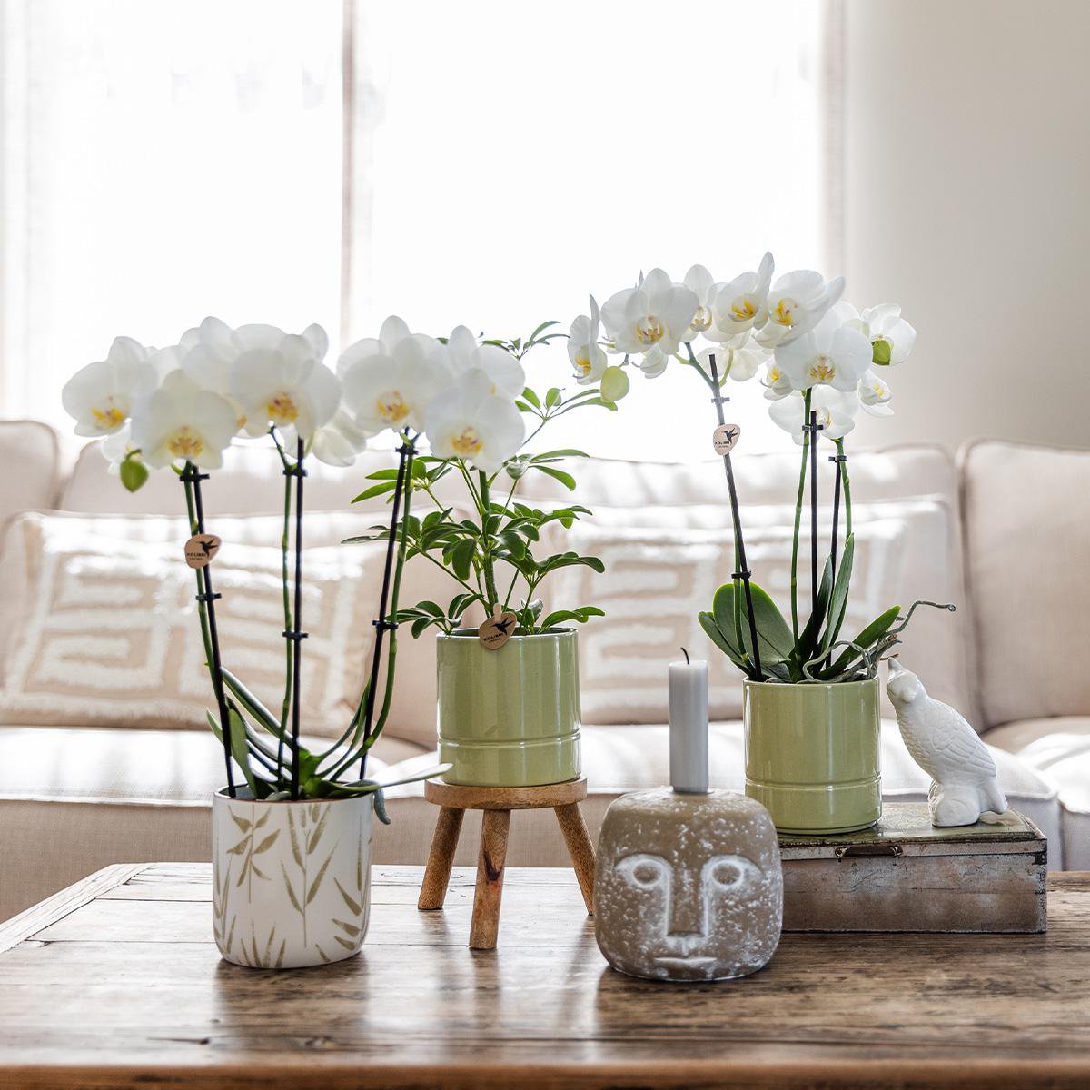 Witte Phalaenopsis orchidee Pastel pot Green potmaat Ø9cm