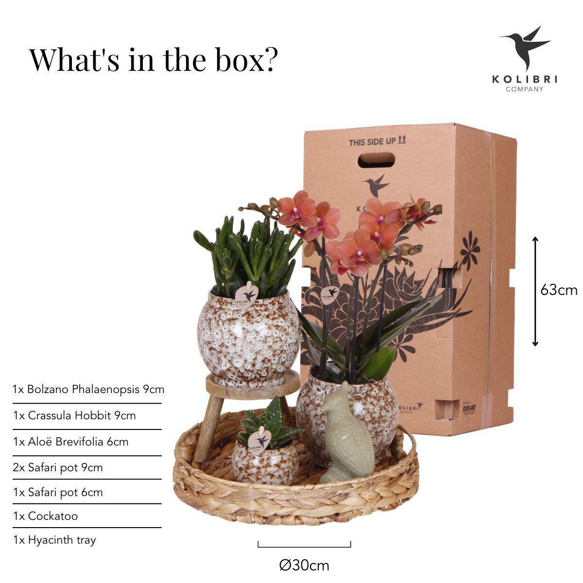 Botanic Bliss Gift Set Rode Phalaenopsis Orchidee en Succulenten incl. keramieken sierpotten