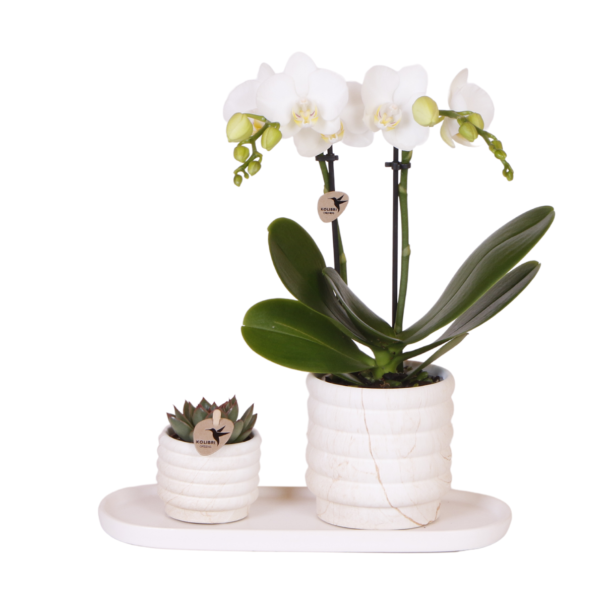 Plantenset Marble Set Witte Phalaenopsis Orchidee Lausanne en Succulent incl. keramieken sierpotten op wit organisch dienblad