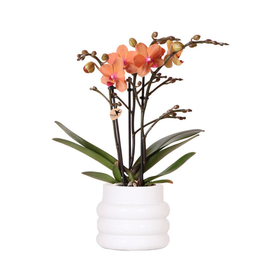 Oranje Phalaenopsis orchidee Bubble pot White potmaat Ø9cm
