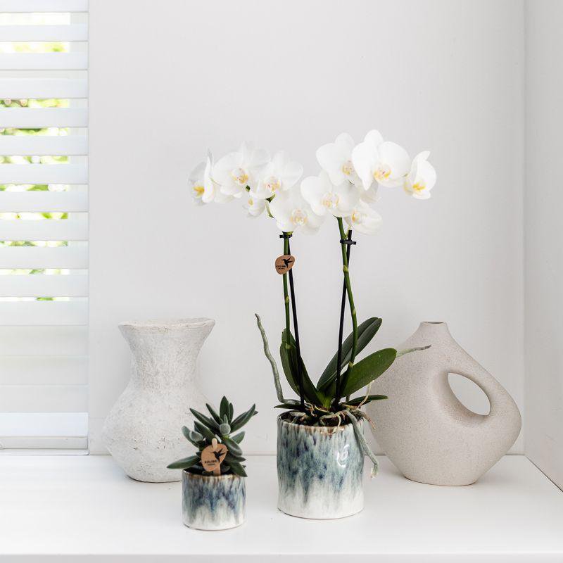 Witte Phalaenopsis orchidee in Daydream sierpot Ø9cm
