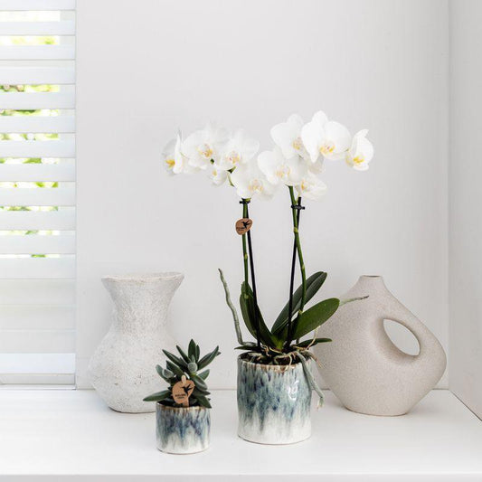 Witte Phalaenopsis orchidee in Daydream sierpot Ø9cm