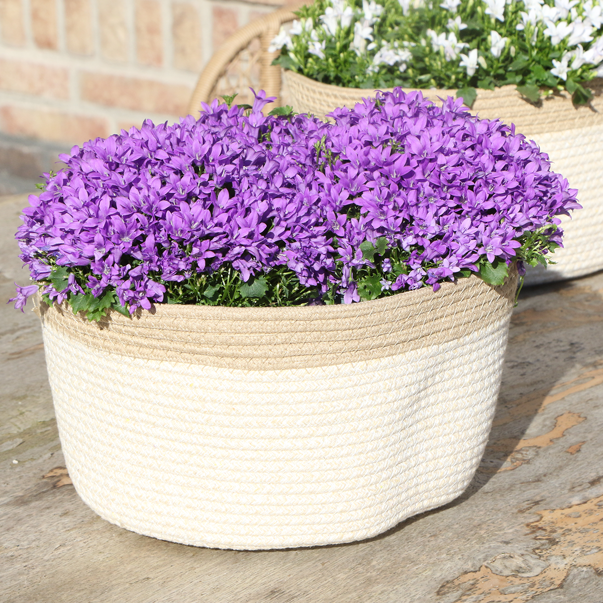 Campanula Addenda Ambella Paars in mand met watergeefsysteem 3 stuks 12cm
