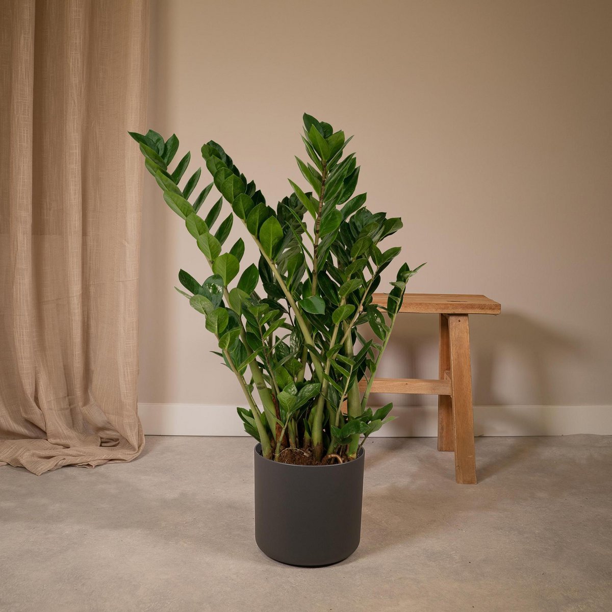 Zamioculcas Zamiifolia Emerald palm - Ø21cm - H80cm