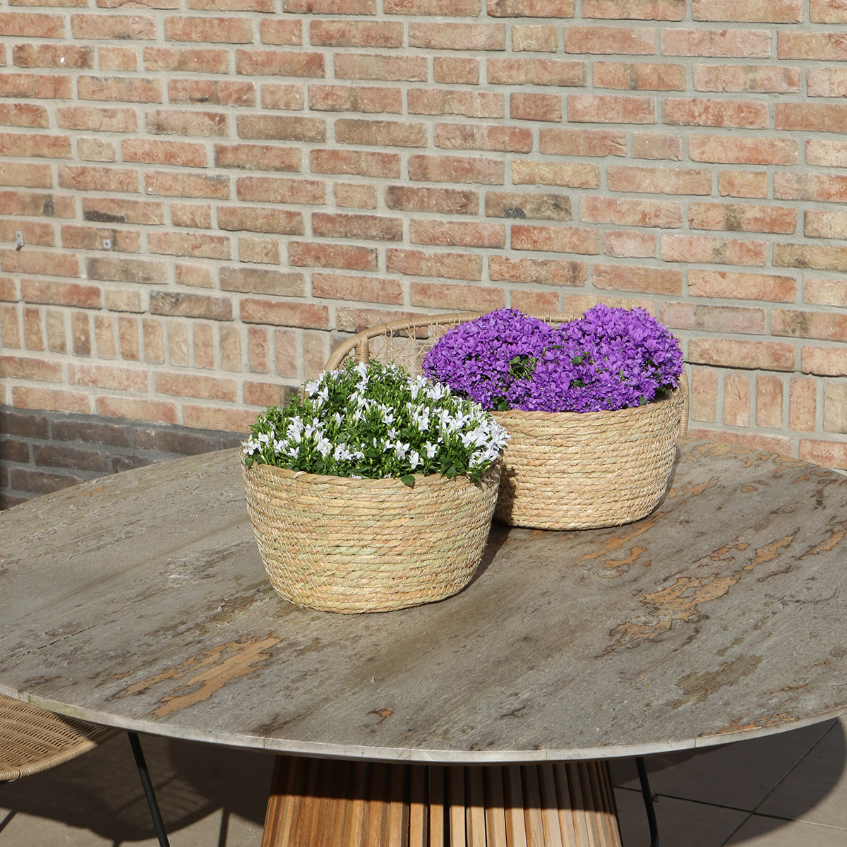 Campanula Addenda Ambella Paars Rieten mand met Campanula met watergeefsysteem 3 stuks 12cm