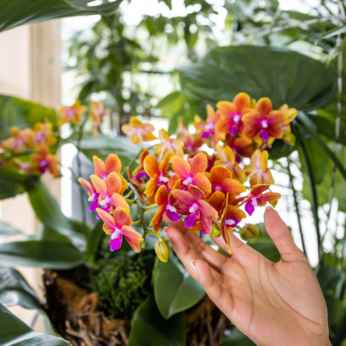 Bundel van 4 geurende oranje Phalaenopsis orchideeën potmaat Ø12cm