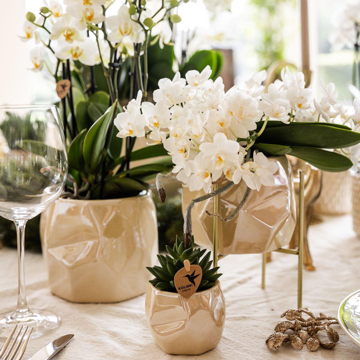 Serene White Set van 5 planten in pot Ø9cm & Ø6cm