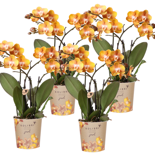Bundel van 4 gele Phalaenopsis orchideeën potmaat Ø12cm