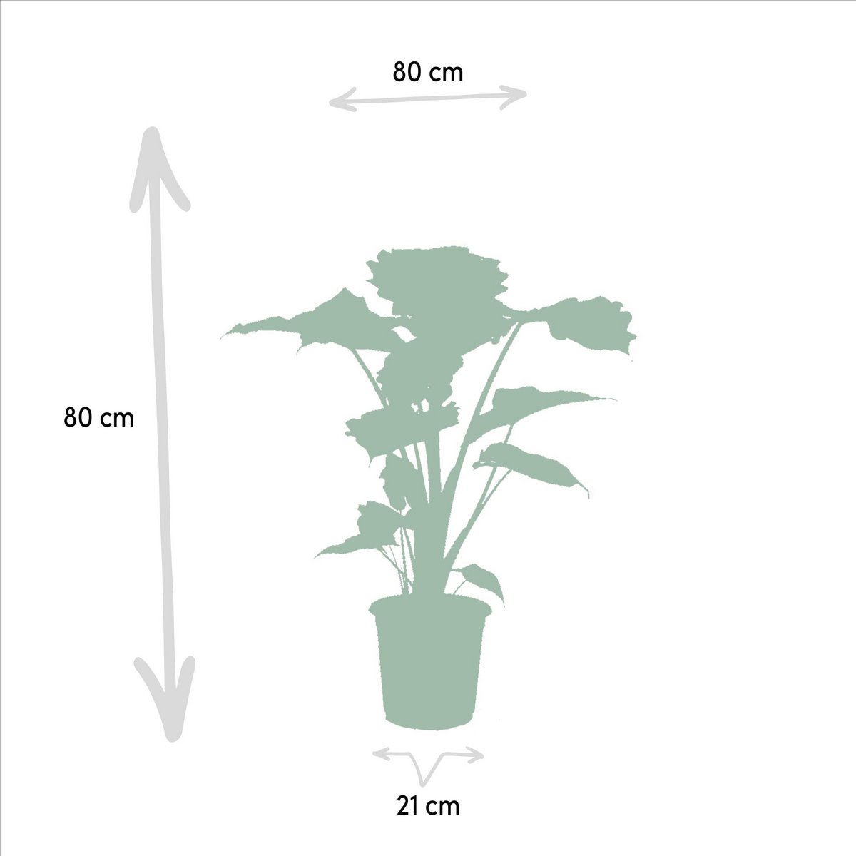 Alocasia Portodora Ø21cm - H80cm