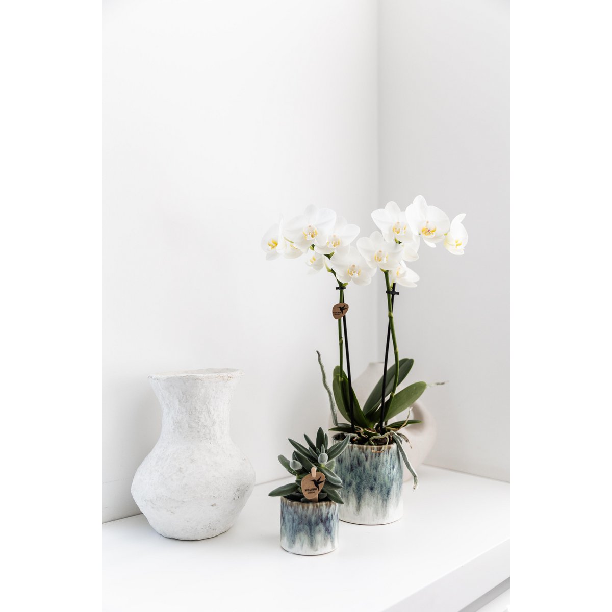 Witte Phalaenopsis orchidee in Daydream sierpot Ø9cm