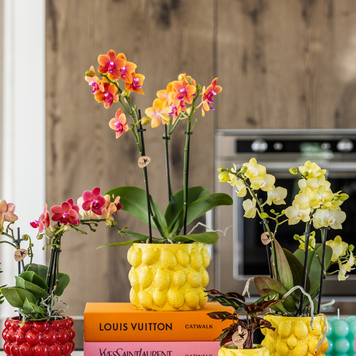 Bundel van 4 geurende oranje Phalaenopsis orchideeën potmaat Ø12cm