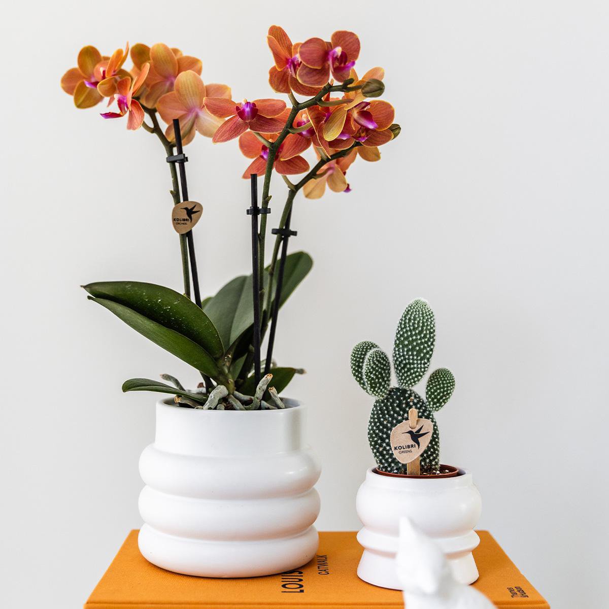 Oranje Phalaenopsis orchidee Bubble pot White potmaat Ø9cm