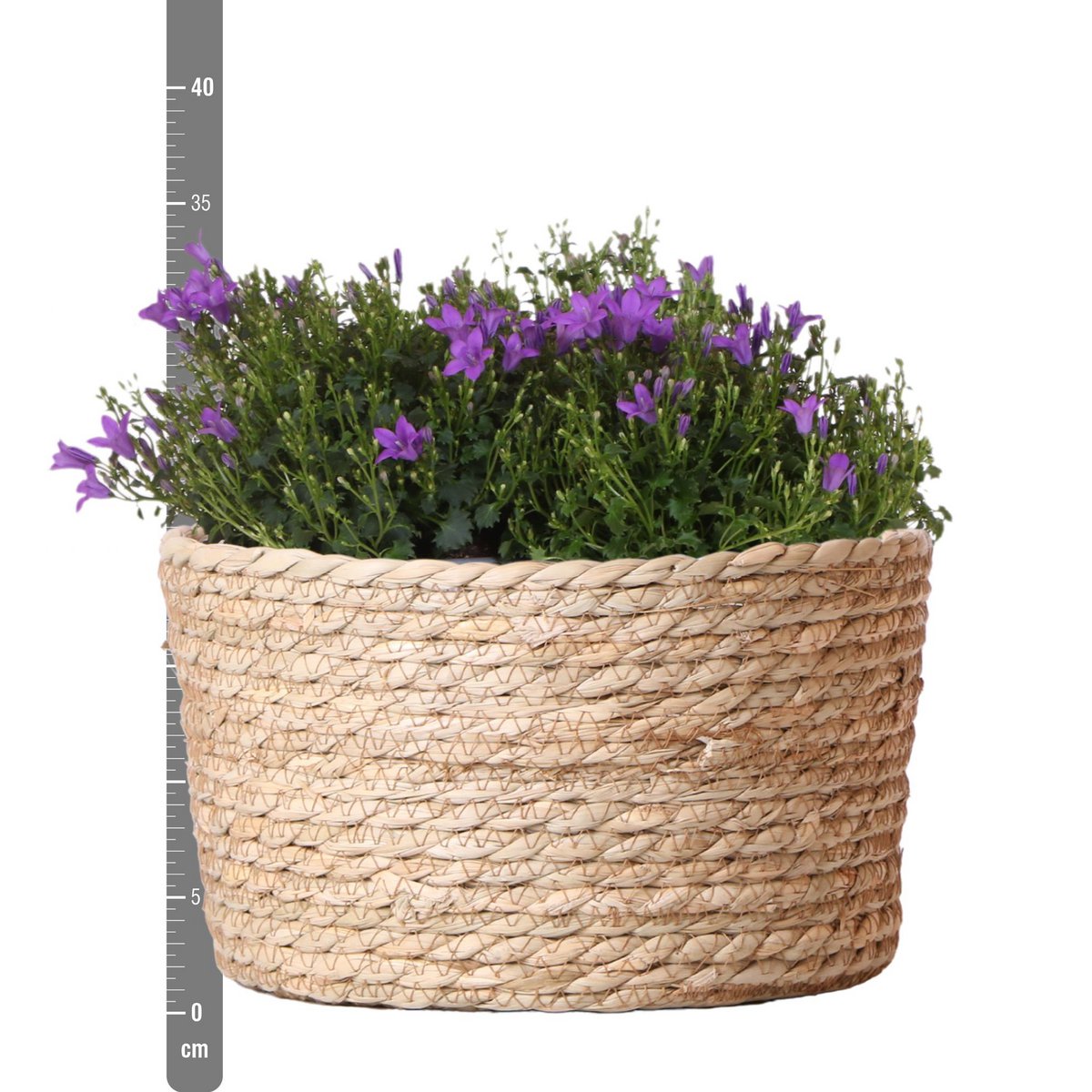 Campanula Addenda Ambella Paars Rieten mand met Campanula met watergeefsysteem 3 stuks 12cm