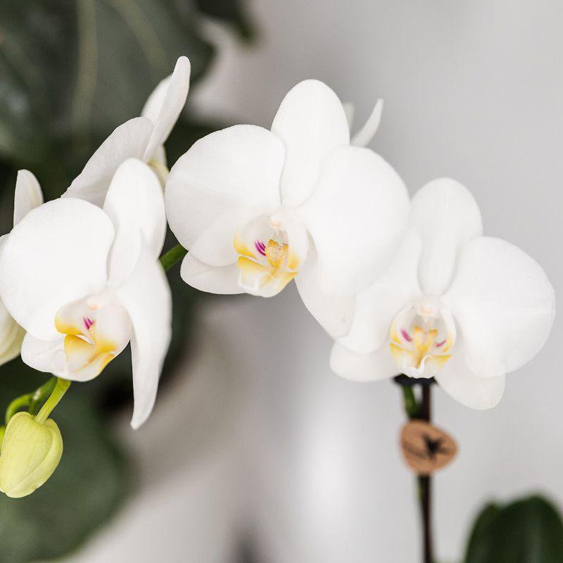 Planten set Vis Turquoise met witte Phalaenopsis orchidee Amabilis Ø9cm en groene plant Succulent Crassula Hobbit Ø6cm incl. turquoise keramieken sierpotten