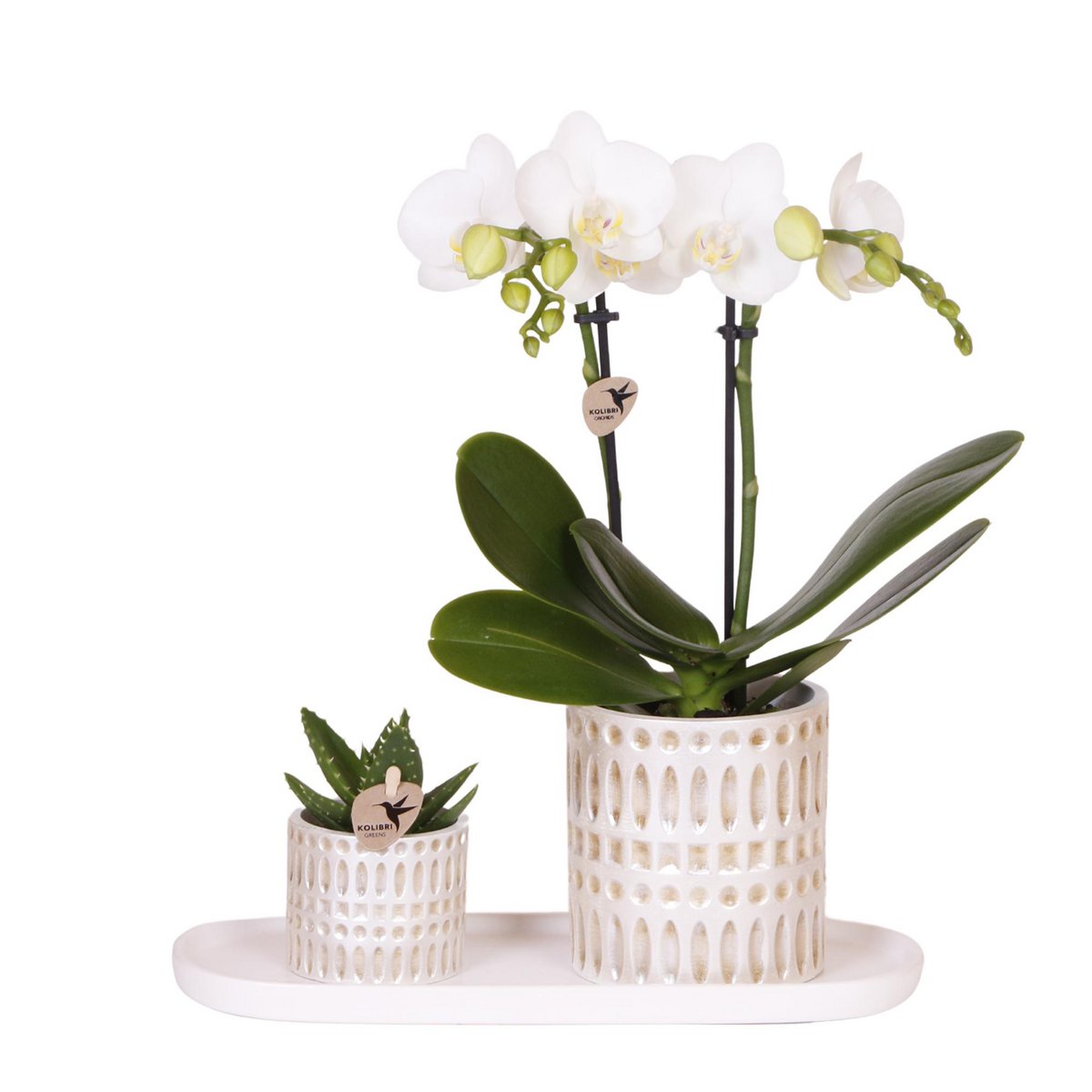 Natural Living Plantenset Witte Phalaenopsis Orchidee Amabilis en Succulent incl. keramieken sierpotten op crème organisch dienblad