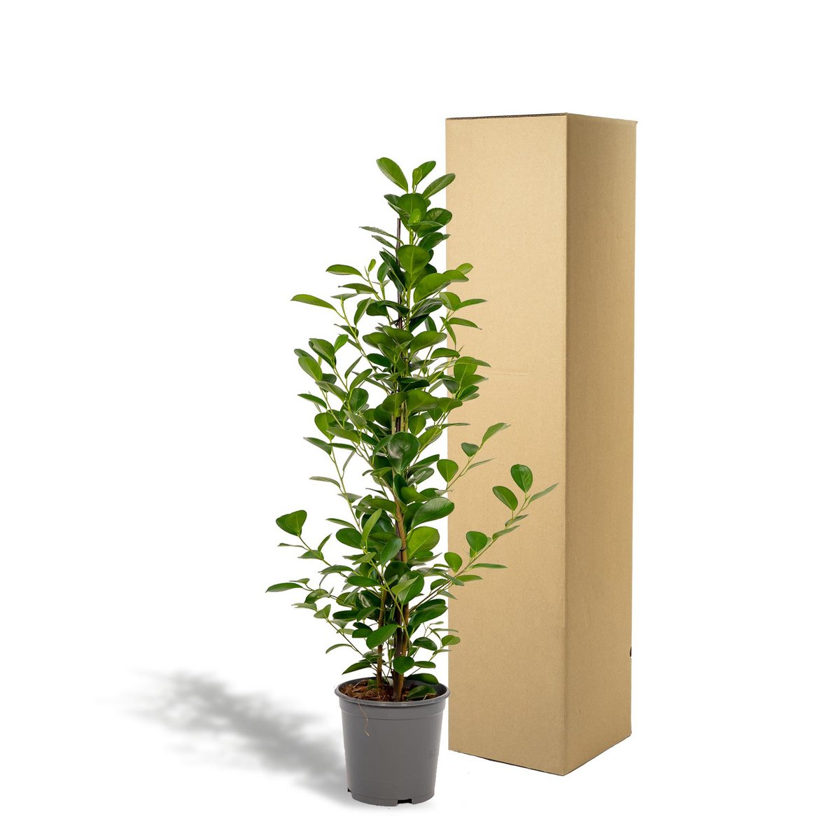 Ficus microcarpa Moclame Ø21cm - H95cm
