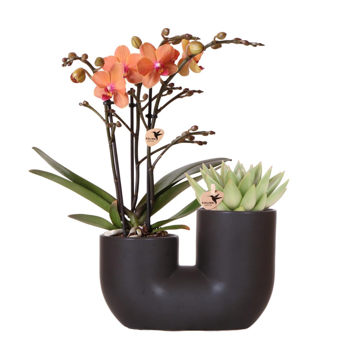 Set van oranje orchidee en succulent in Tube sierpot black potmaat Ø9cm