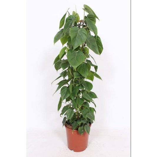 Philodendron Scandens Ø24cm - H120cm