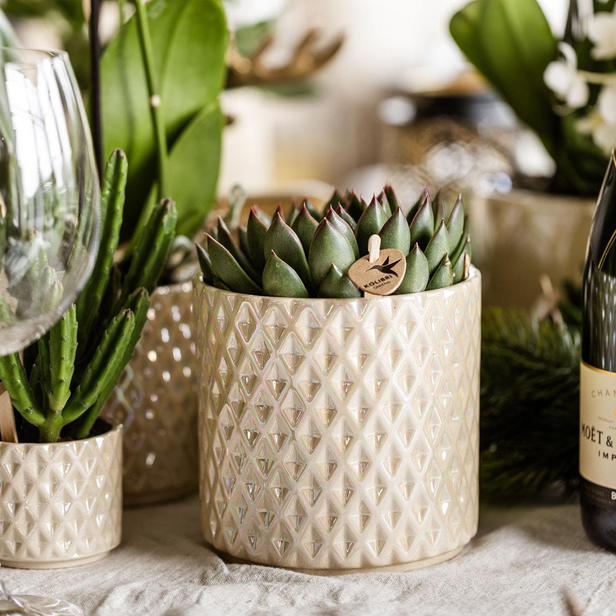 Serene White Set van 5 planten in pot Ø9cm & Ø6cm