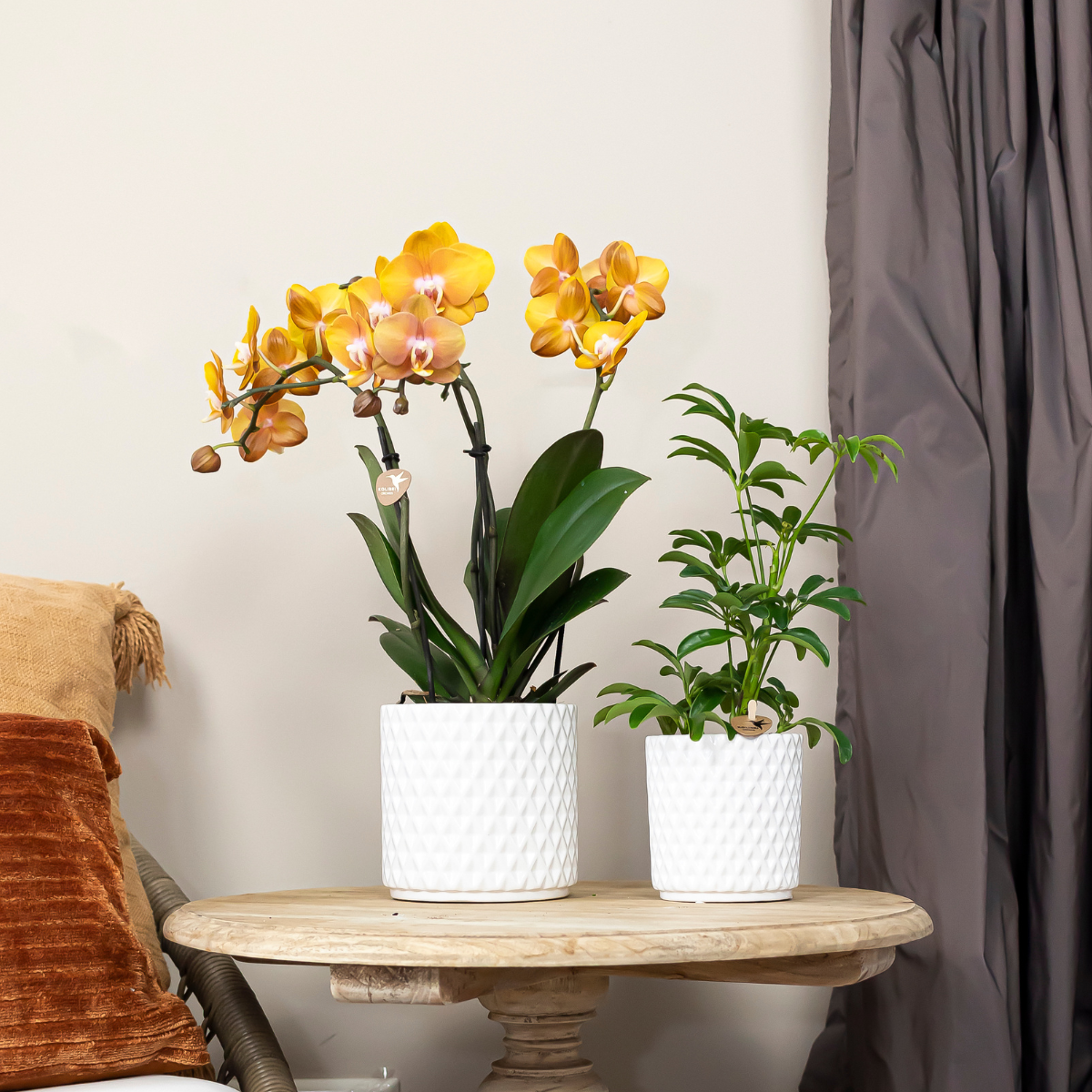 Bundel van 4 gele Phalaenopsis orchideeën potmaat Ø12cm