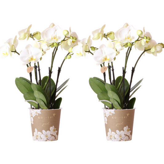 Bundel van 2 witte Phalaenopsis orchideeën potmaat Ø12cm