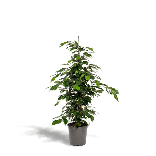 Ficus benjamina Danielle Ø21cm - H95cm