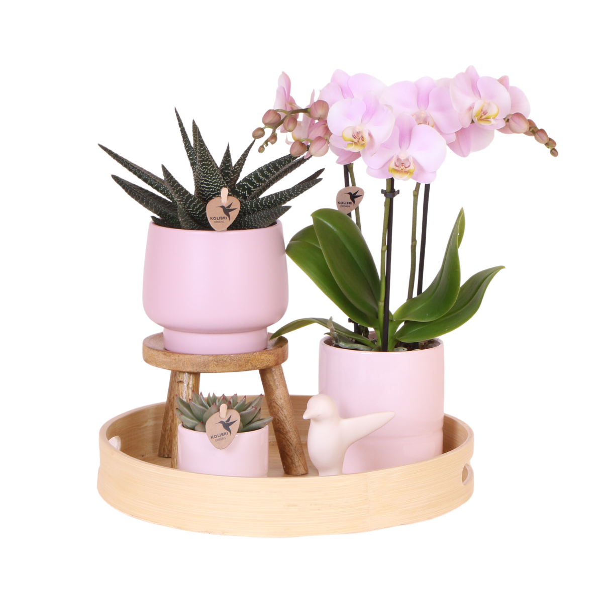 Gift set Summer Pink Blush Groene plant met roze Phalaenopsis orchidee